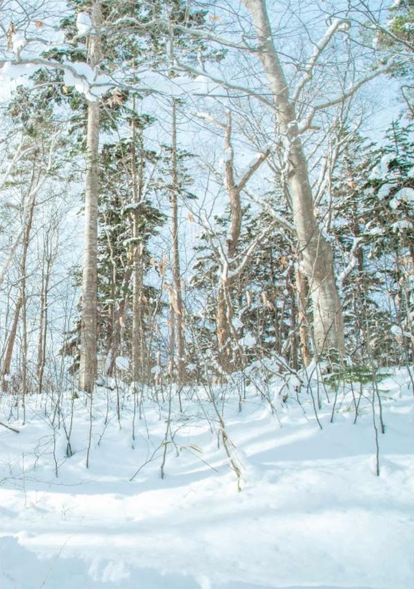 Whoseman-11-國民男友-阿部